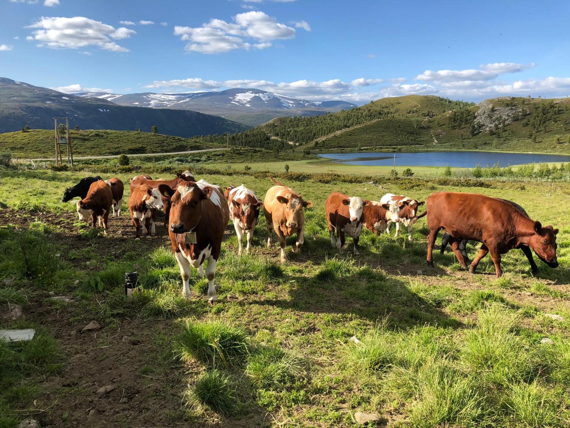 Vila Galde Uppigard Boverdalen Exteriér fotografie